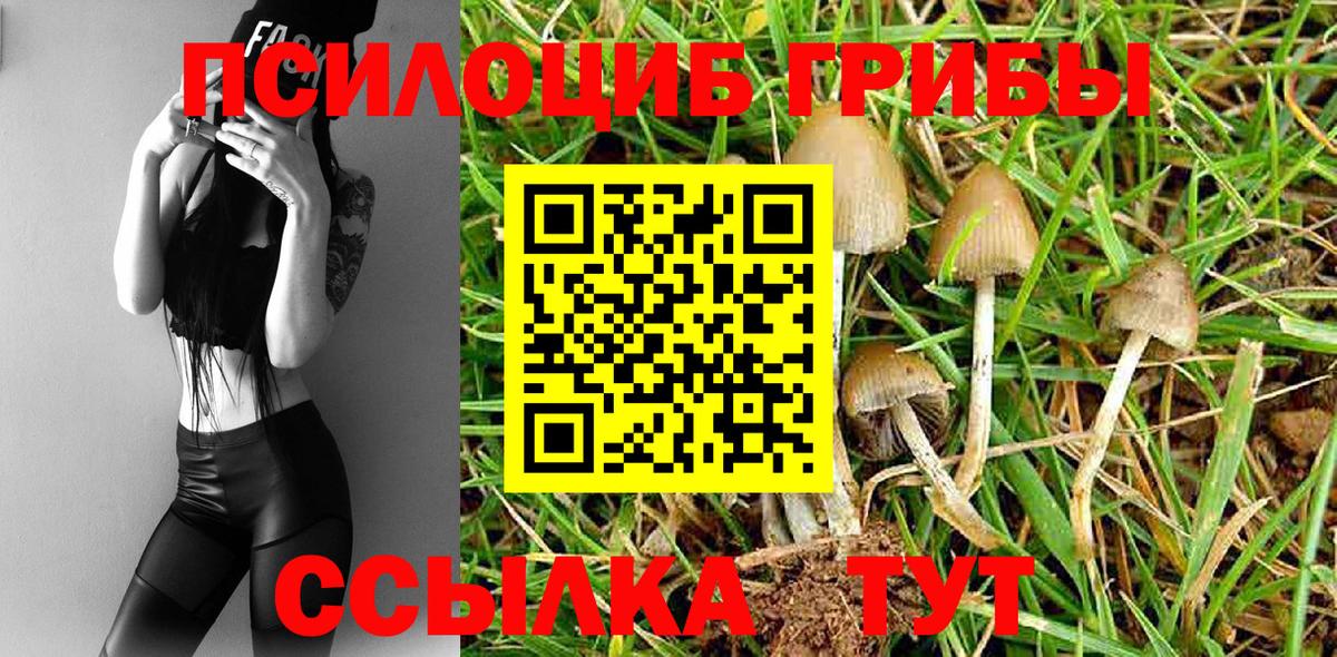 Псилоцибиновые грибы Cubensis Ртищево